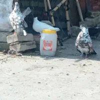 کبوتر تکپر