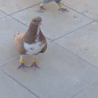 شهری زرد دم تخت نر