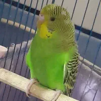 مرغ عشق فروشی