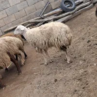 گوسفند زنده