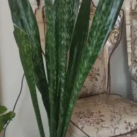 چند عدد گل زیبا به دلیل کمبود جا به فروش میرسد
