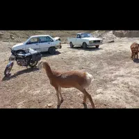 **  قوچ چینی مخصوص عشق بازاش **