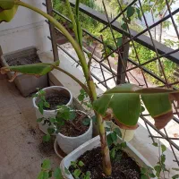 درختچه موز