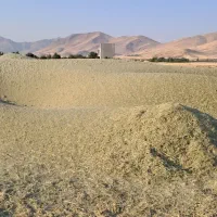 شبدر|عمده‌فروشی|کلیائی, |دیوار