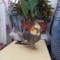 عروس هلندی