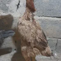 مرغ لاری