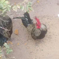 ۲ عدد خروس 9 ماهه