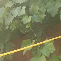 برگ‌ دلمه و انگور