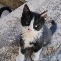 بچه گربه