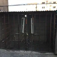 گنجه کفتر  مرغ خروس سگ