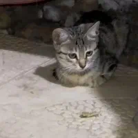 پیشی گربه