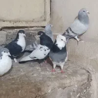 فروش سبز کاکل پاپرخط سرخ