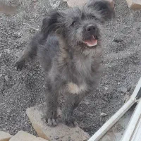 سگ پاکوتاه ماده