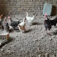 مرغ خروس