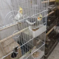 عروس هلندی با قفس ولوازم