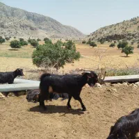 قوچ داشتی