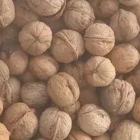 گردوی درجه یک روغنی ویتامینه پوست کاغذی درگز