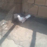 کفتر|پرنده|کرج, شهرک امیر المومنین|دیوار