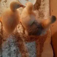 جوجه مرغ شاخدار۷روزه