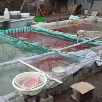 کاسبی فروش ماهی قرمز و غذای ماهی