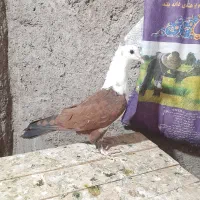 کل سفید کاکلی موشپا