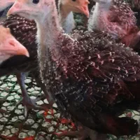 مزرعه جوجه بوقلمون فصیحی
