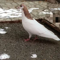 کفتر خال زرد
