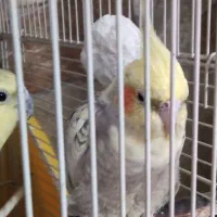 عروس هلندی مولد و آماده یادگیری