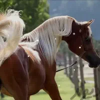 اسب|اسب و تجهیزات اسب‌سواری|شوش, |دیوار