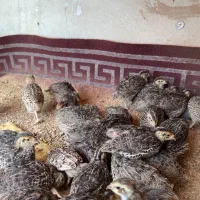 جوجه بلدرچین ابریشمی میناتوری مرغ عشق
