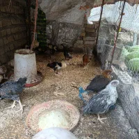 فروش جوجه اردک خارجی وجه محلی