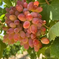 خونه باغ دلفارد