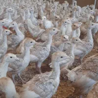 فروش جوجه بوقلمون بیوتی گوشتی و برنز انگلیس