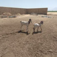 بز و بزغاله پاکستانی
