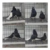 کبوتر زاغ دم سفید طوقی سهره طوطی