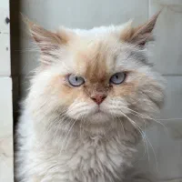گربه نر پرشین جفتگیری