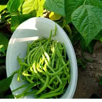 لوبیا سبز.کلیویی ۲۰۰هزار تومن