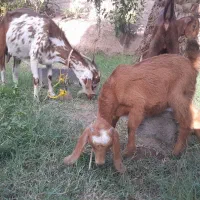 بز رشتی اوست با دوکهره