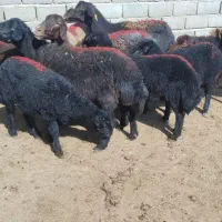 میش بره قوچ بز
