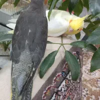 عروس هلندی دانخور