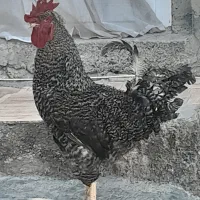 خروس درشت