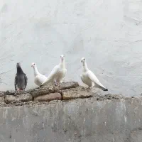 جوجه کبوتر