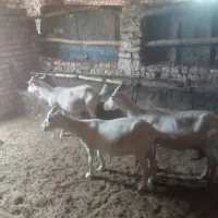بز سانن