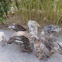 بوقلمون