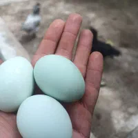 تخم مرغ نطفه دار آمرکانا و تخم نطفه دار ویاندوت