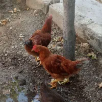 خروس خوب وچاق