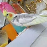 عروس هلندی پنج عدد