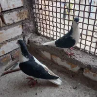 جفت جپ ساده