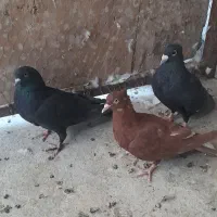 کبوتر