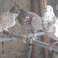 کبوتر گرفتنی ۱۳۰
